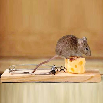 روش سمپاشی موش در کارخانجات